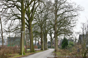PvdA Hof van Twente wil nader onderzoek naar technieken die asbestsanering mogelijk maakt met behoud van de bomen.